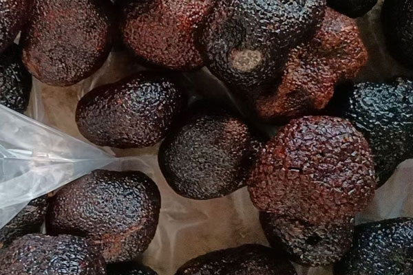 月子里可以吃松露嗎，豬拱菌女性月經(jīng)期能吃嗎