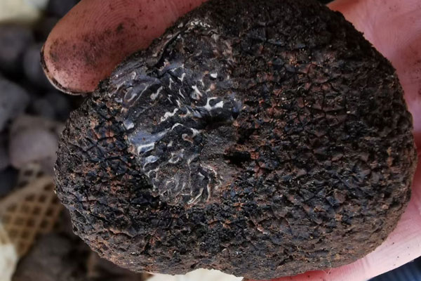 豬拱菌女性月經(jīng)期可以吃嗎 豬拱菌女性月經(jīng)期可以吃嗎