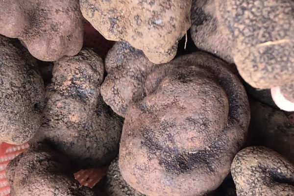 黑松露能夠止血嗎