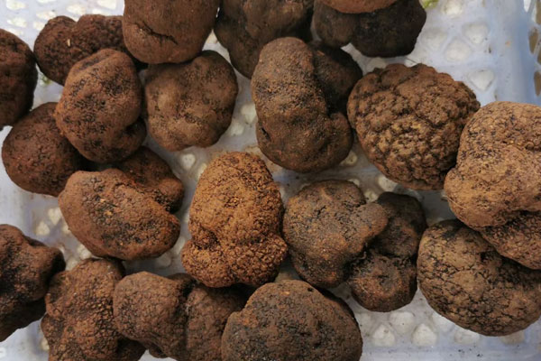 松露是叫塊菌還是叫松露