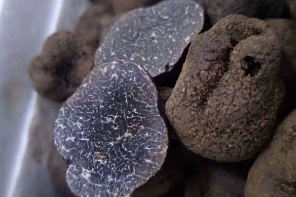 黑松露容易過敏嗎，黑松露可止血嗎