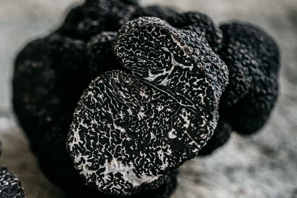 黑松露性溫還是性寒，云南松露哪里最多