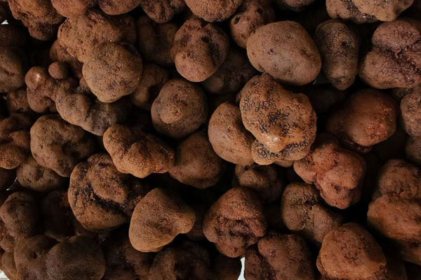 云南哪個(gè)地方的松露最多