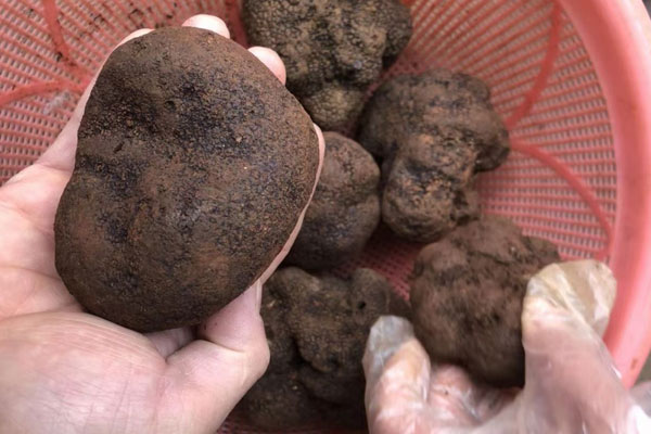 云南黑松露和法國黑松露哪個比較好