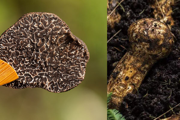 松露和松茸的共同點(diǎn)和不同點(diǎn) 松露和松茸的共同點(diǎn)和不同點(diǎn)