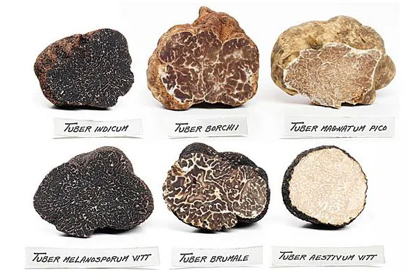 松露一共有幾種