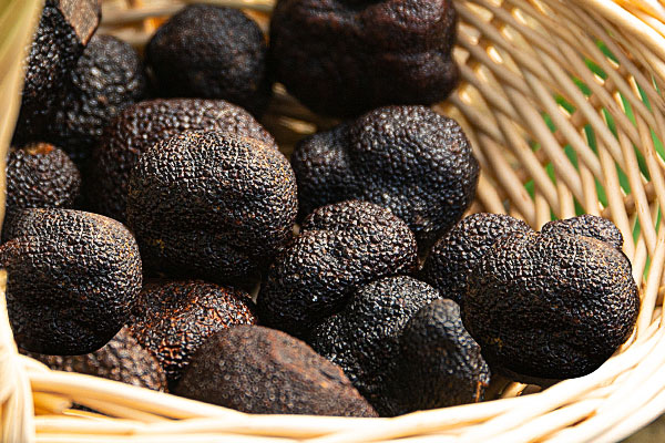 松露是軟的還是硬的，云南松露可以生吃嗎