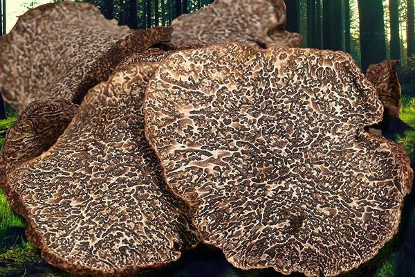 干松露可以保存3到5年么，黑松露生吃好還是熟吃好