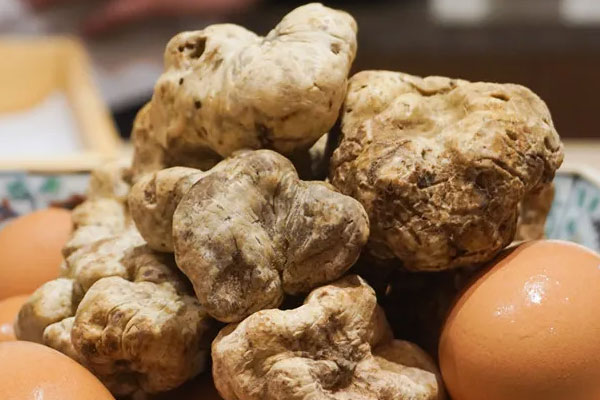 意大利只有Alba地區(qū)有白松露嗎