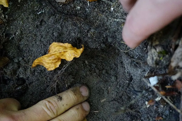 云南什么時(shí)候采黑松露 云南什么時(shí)候采黑松露