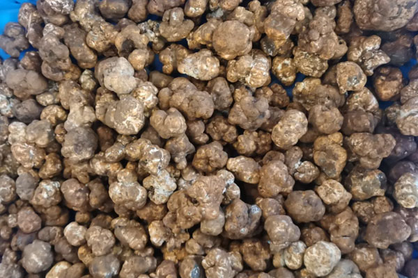 云南白松露可以生吃嗎 云南白松露可以生吃嗎