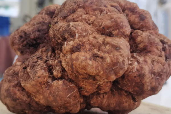 中國最大的白松露多重 中國最大的白松露多重