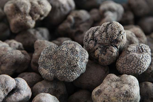 黑松露沒(méi)熟吃了會(huì)怎么樣，松露凍起來(lái)之后變軟了