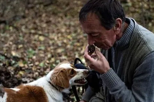 松露犬是什么品種 松露犬是什么品種