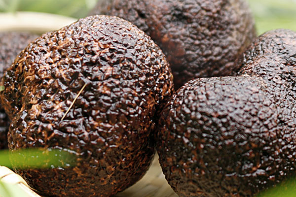 東北產(chǎn)黑松露嗎，遼寧有野生松露嗎