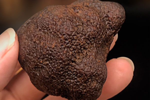 遼寧有松露嗎 遼寧有松露嗎