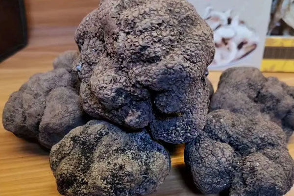 黑松露哪種顏色最好 黑松露哪種顏色最好