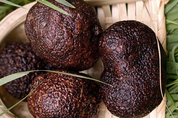 黑松露大小有分別嗎，黑松露什么顏色最好