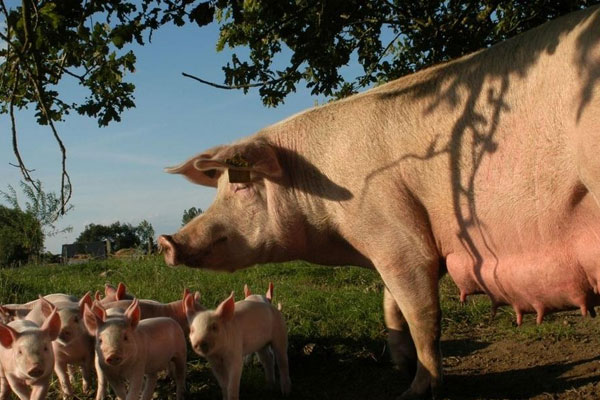 松露最早被誰發(fā)現(xiàn)的 松露最早被誰發(fā)現(xiàn)的