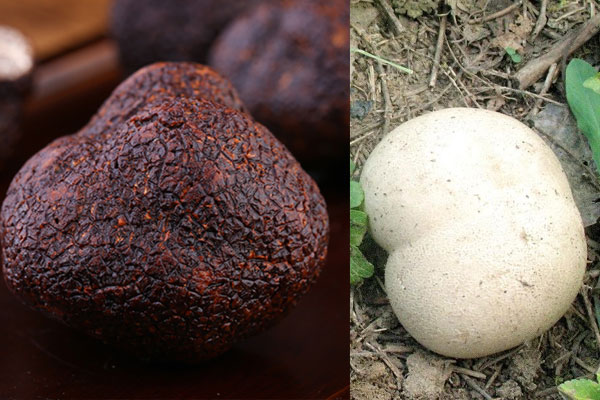 土蛋菌是松露嗎 土蛋菌是松露嗎