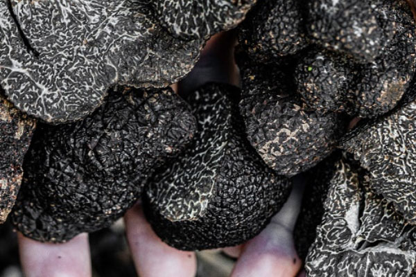 開完刀能吃黑松露嗎，怎樣知道樹下有松露