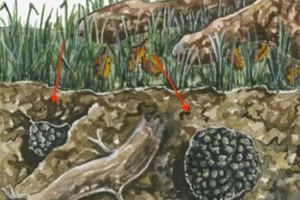 如何知道樹下有松露 如何知道樹下有松露