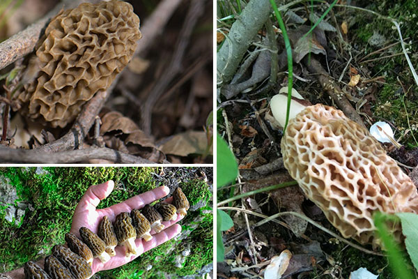 50g羊肚菌有多少個(gè) 50g羊肚菌有多少個(gè)