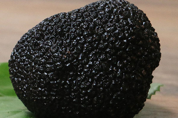 松露哪些人不能吃 松露哪些人不能吃