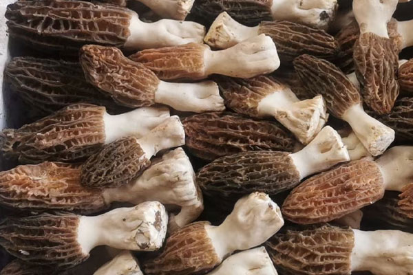 羊肚菌腳柄能吃嗎，羊肚菌根部是否最有營養(yǎng)