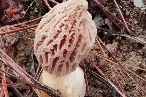 羊肚菌最有營養(yǎng)的地方是菌腳嗎 羊肚菌最有營養(yǎng)的地方是菌腳嗎