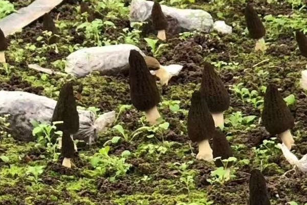 采摘回來的羊肚菌應(yīng)該怎么放 采摘回來的羊肚菌應(yīng)該怎么放