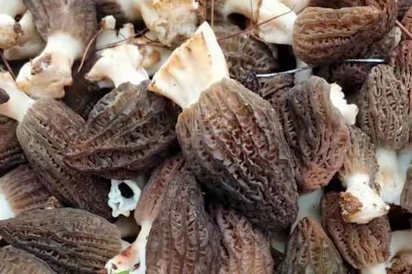 羊肚菌柄和羊肚菌營養(yǎng)一樣嗎，羊肚菌和紅菇哪個(gè)營養(yǎng)高