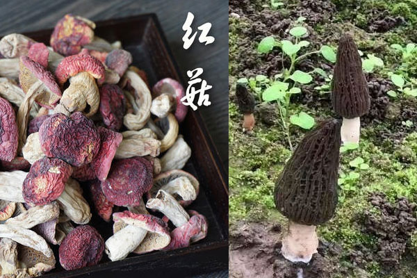 紅姑和羊肚菌哪個營養(yǎng)高 紅姑和羊肚菌哪個營養(yǎng)高