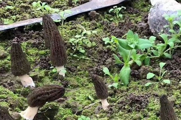 什么時候采摘羊肚菌都可以嗎 什么時候采摘羊肚菌都可以嗎