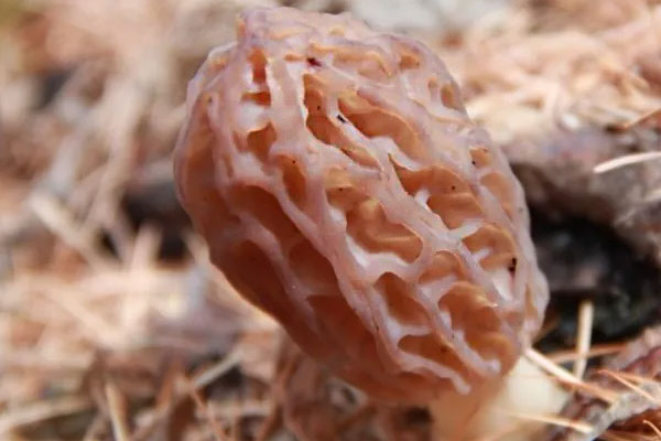 羊肚菌沒(méi)洗干凈吃了會(huì)怎么樣，羊肚菌不能和什么同煮