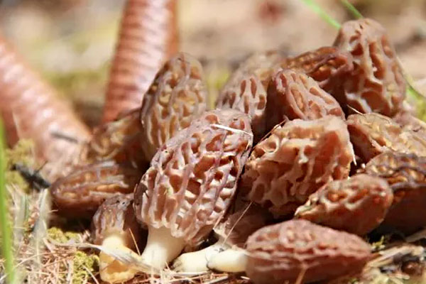 羊肚菌不能和什么同煮 羊肚菌不能和什么同煮