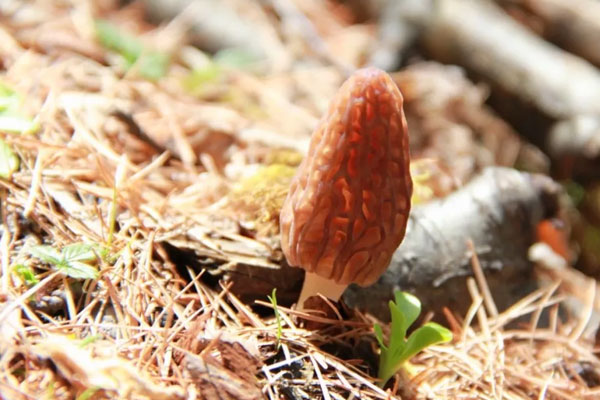 羊肚菌冷凍可以放多久，羊肚菌可以放急凍嗎