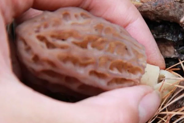 羊肚菌能放急凍嗎 羊肚菌能放急凍嗎