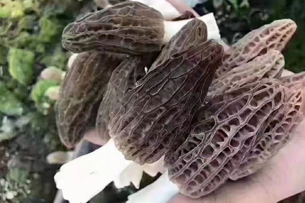 種植羊肚菌需要什么條件 種植羊肚菌需要什么條件