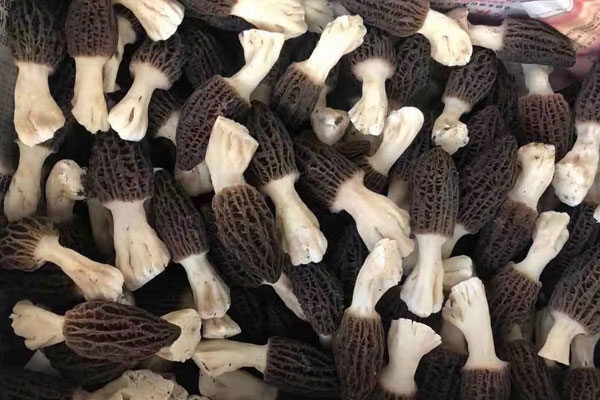 云南羊肚菌采摘季節(jié)是什么時(shí)候，好不好種植