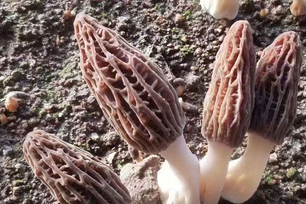 羊肚菌好種植嗎 羊肚菌好種植嗎