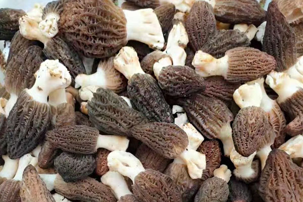 羊肚菌能炒蔬菜嗎 羊肚菌能炒蔬菜嗎