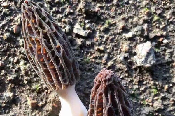 吃羊肚菌的季節(jié)，什么時(shí)候買(mǎi)羊肚菌好