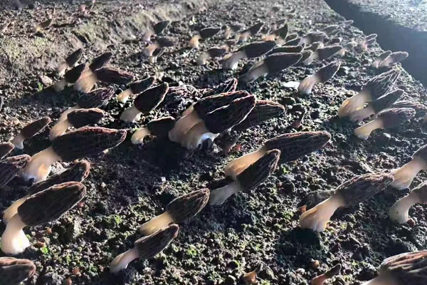 什么時(shí)候買羊肚菌最好