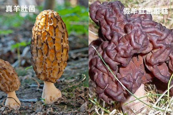 如何鑒定羊肚菌真假
