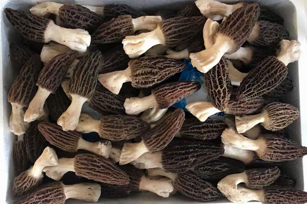 羊肚菌買(mǎi)小的好還是大的好，幾月份買(mǎi)羊肚菌最劃算