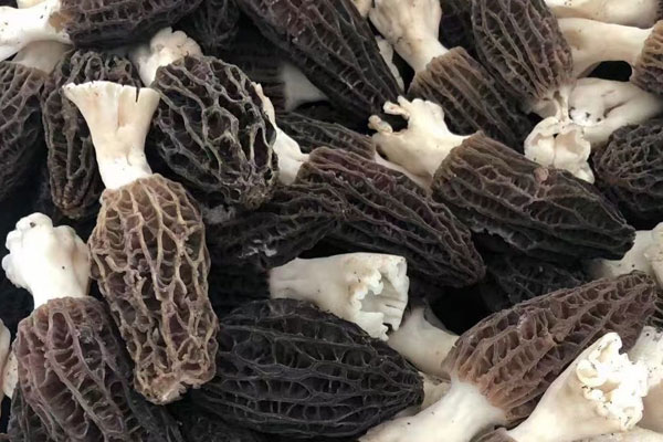 什么時(shí)候買羊肚菌最劃算 什么時(shí)候買羊肚菌最劃算