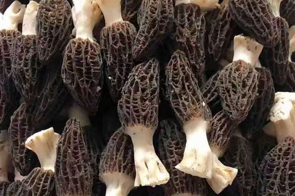 羊肚菌大小和營(yíng)養(yǎng)有關(guān)系嗎，羊肚菌幾月份種植