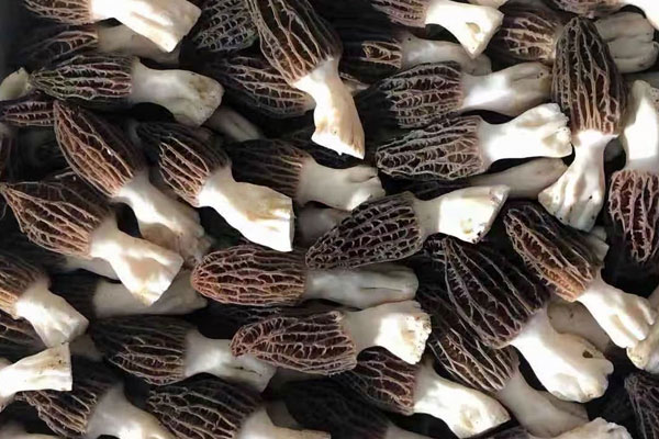 羊肚菌哪個(gè)季節(jié)是豐收季節(jié)，羊肚菌可以去藥店買(mǎi)嗎