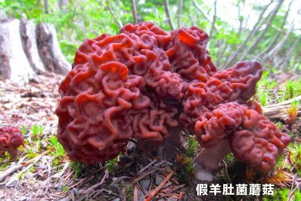 和羊肚菌長的很像的菌是什么 和羊肚菌長的很像的菌是什么